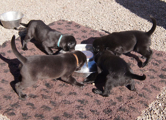 R-Kull 6 weeks